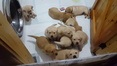 5 week old Labrador puppies attempt mass escape from cruel prison