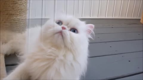 Meet Prince Kasper (Beautiful Persian Cat)
