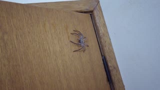 Bathroom Surrendered to Spider