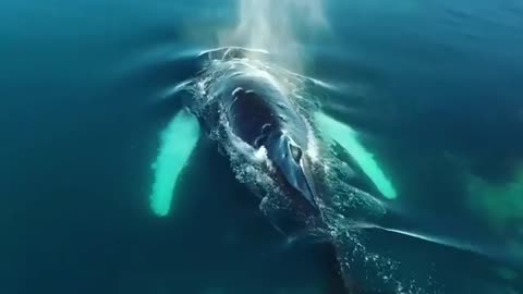 Humpback whales cruising the cold waters!