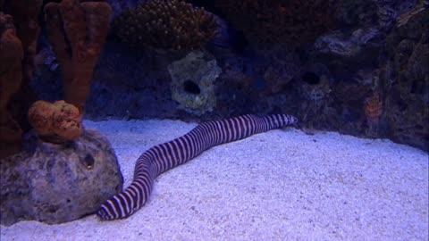 a striped in an aquarium