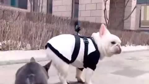 👍 Best Funny Dogs 🐶 E03
