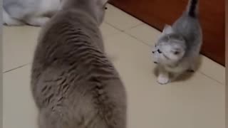 The funniest cat