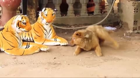 Frightened by the fake tiger, the monkey and the dog ran away