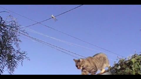 Cat intrudes on bird's turf, pays the price for it
