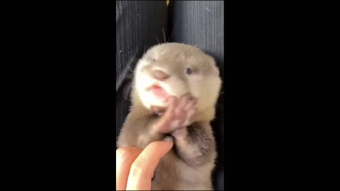 Newborn otter looks like a baby