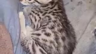 F3 Savannah kitten we call Dori