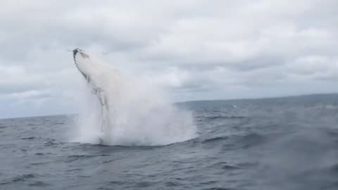 Humpback Whale Full Breach Splashes Boat
