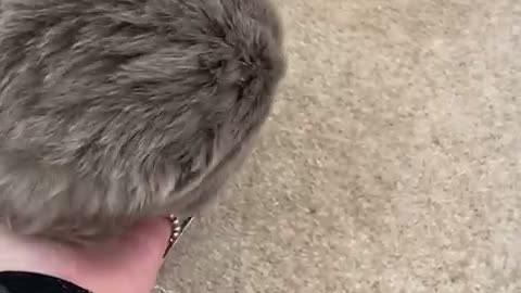 Adorable Newfoundland puppy sees her reflection for first time