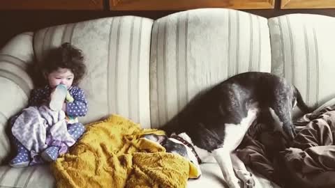 Pitbull does happy dance next to her toddler