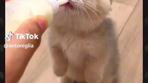 Cute cat drinkibg milk