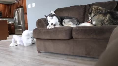 Funny prank on huskies