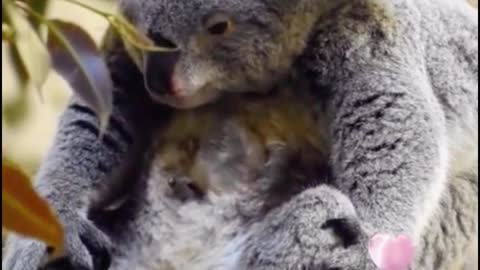 The baby koala burrowed in and out of its mother's arms