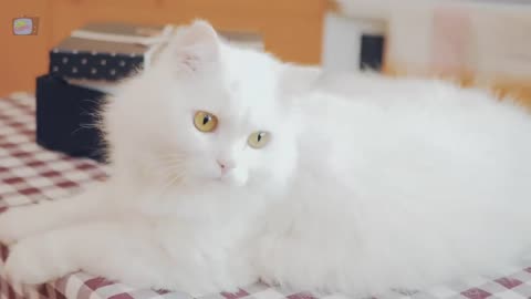 Cat sound effect / cute cat video