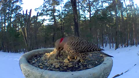 pileated woodpecker rushing off northern flicker