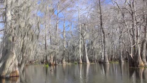 Peaceful Swamp Journey