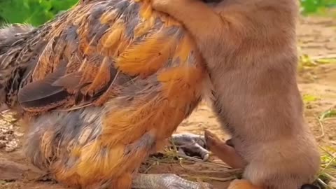 Friendship/ puppy and chicken. A beautiful moment