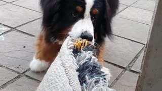 Bernese Mountain Dog trying to get the rug outdoors