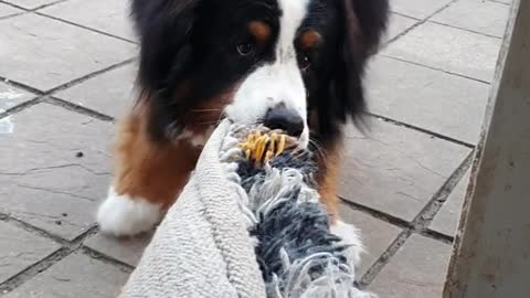 Bernese Mountain Dog trying to get the rug outdoors