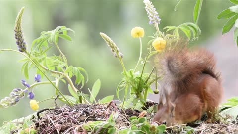 red squirrel flower movies