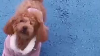 Teddy dog plays with Chihuahua dog