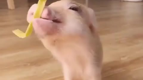 Beautiful pig tries to eat