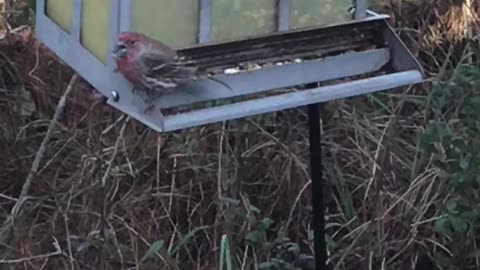 Birds of Northwest Florida