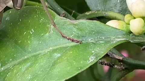 An insect hunts and eats a bee on a tree