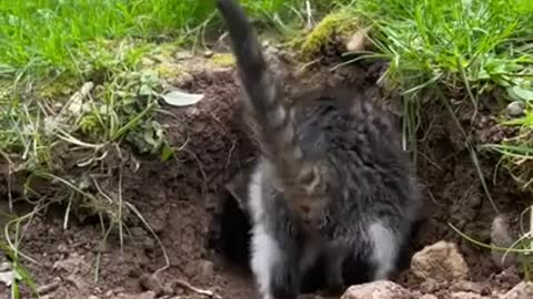 Este curioso gatito se lleva una sorpresa.🐈🐰