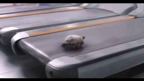 Turtle on a treadmill