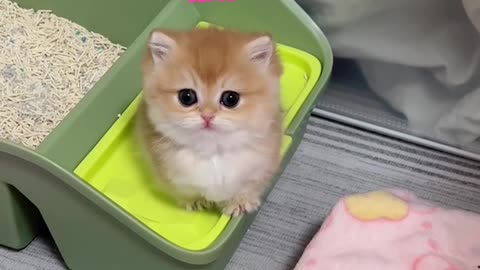 Isn't this cat adorable?