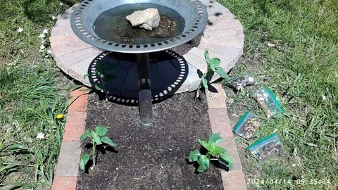 SZN:5 EP:13 Making the Keyhole/Bird Bed - Sowing Flower Seeds - Transplanting Titan Sunflower's
