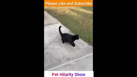 Funny Dogs And Cats Videos 2023 😅👌 - Best Animal Videos
