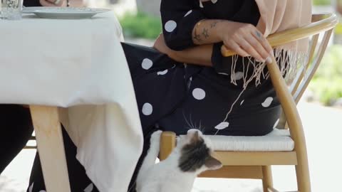 Woman playing with a Cat on a Lunch Date
