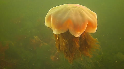 Giant Jellyfish part 2