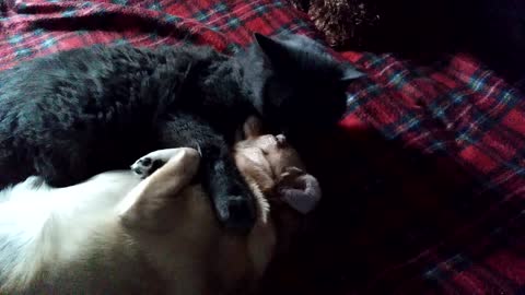 the cat licks the dog intensely.