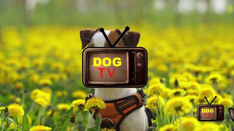 DOG TV, S01E01, Pilot, All Dogs, Experience Cinema Quality TV on all Devices.