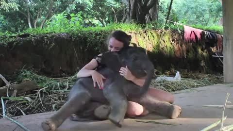 Baby Elephant Cuddles With Allie