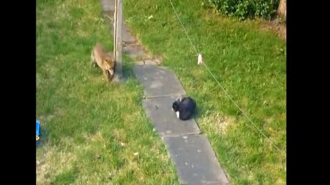 Fight between fox and cat in the garden of the house