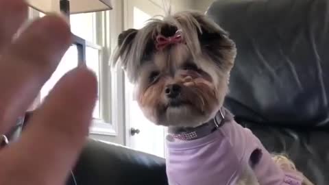 Smart pup learns how to wave hello