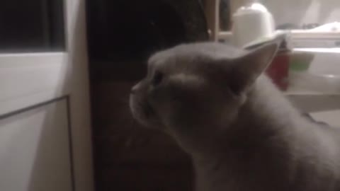 Kitty Sees Neighbor Cat Nemesis At Front Door, Meows The House Down