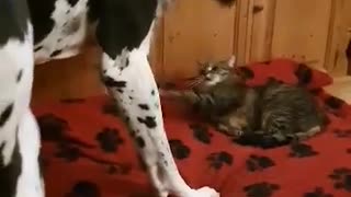 Great Dane Wants His Bed But Decides to Compromise with Cat