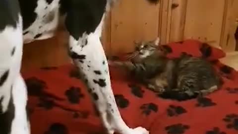 Great Dane Wants His Bed But Decides to Compromise with Cat
