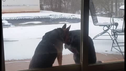 German Shepherd Comforts Sad Rottweiler In The Snow