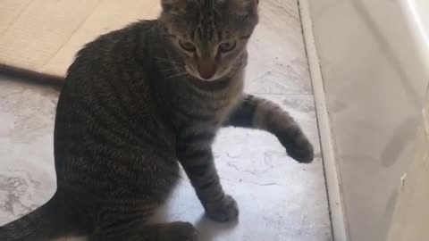 Kitten appears to be resting paw on invisible box