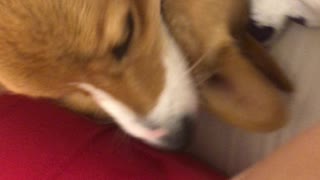 Corgi Rumble