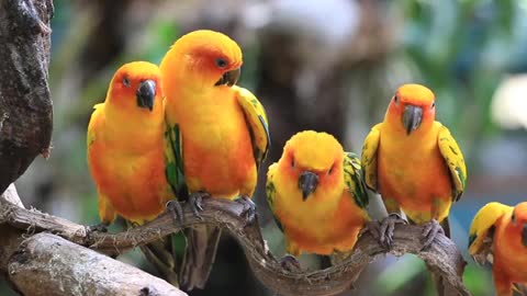 Sun Conure Parrots Resting on a Branch nice
