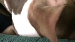 Brown dog sits in the lap of his owner