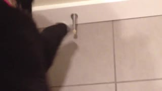 Black dog barking at door stopper