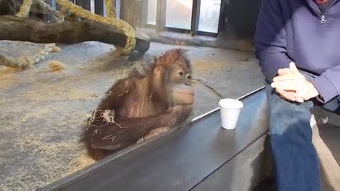 Monkey sees and playing a magic trick